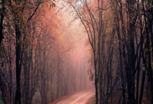 天涯社区：国际观察的热门平台